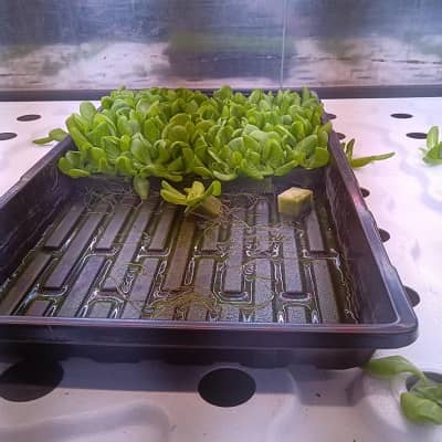 Mobile Smart Seedling Cultivation Station