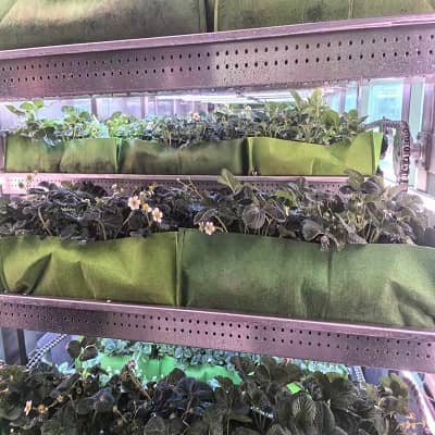 Photovoltaic Energy Storage Smart Plant Cultivation Station