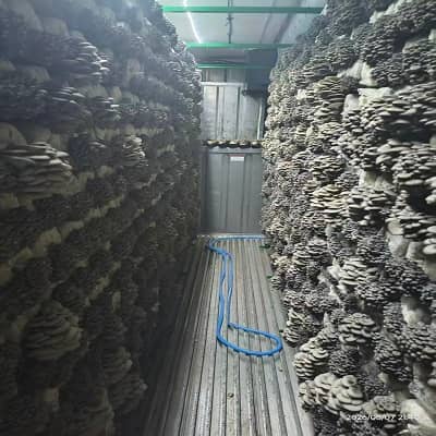 Mobile Smart Mushroom Cultivation Station