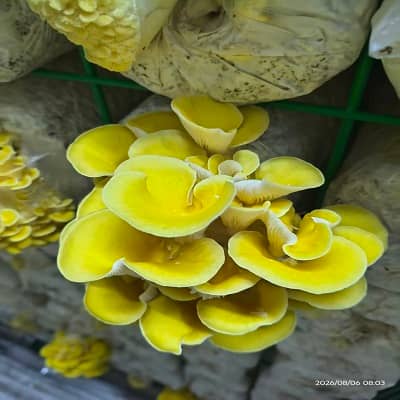 Mobile Smart Mushroom Cultivation Station