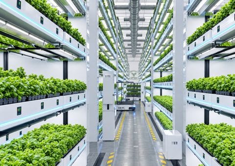Dedicated Plant Factory AI Agent Launched as Artificial Intelligence Moves into Smart Cultivation Management