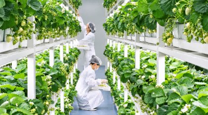 Wuhan Highlights Digital Vertical Plant Factory Case as Smart Cultivation Extends to More Crops