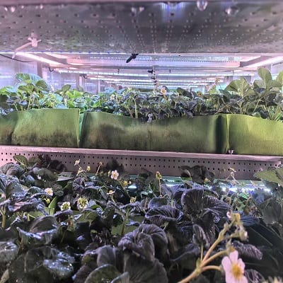 Strawberries fruiting on multi-layer racks