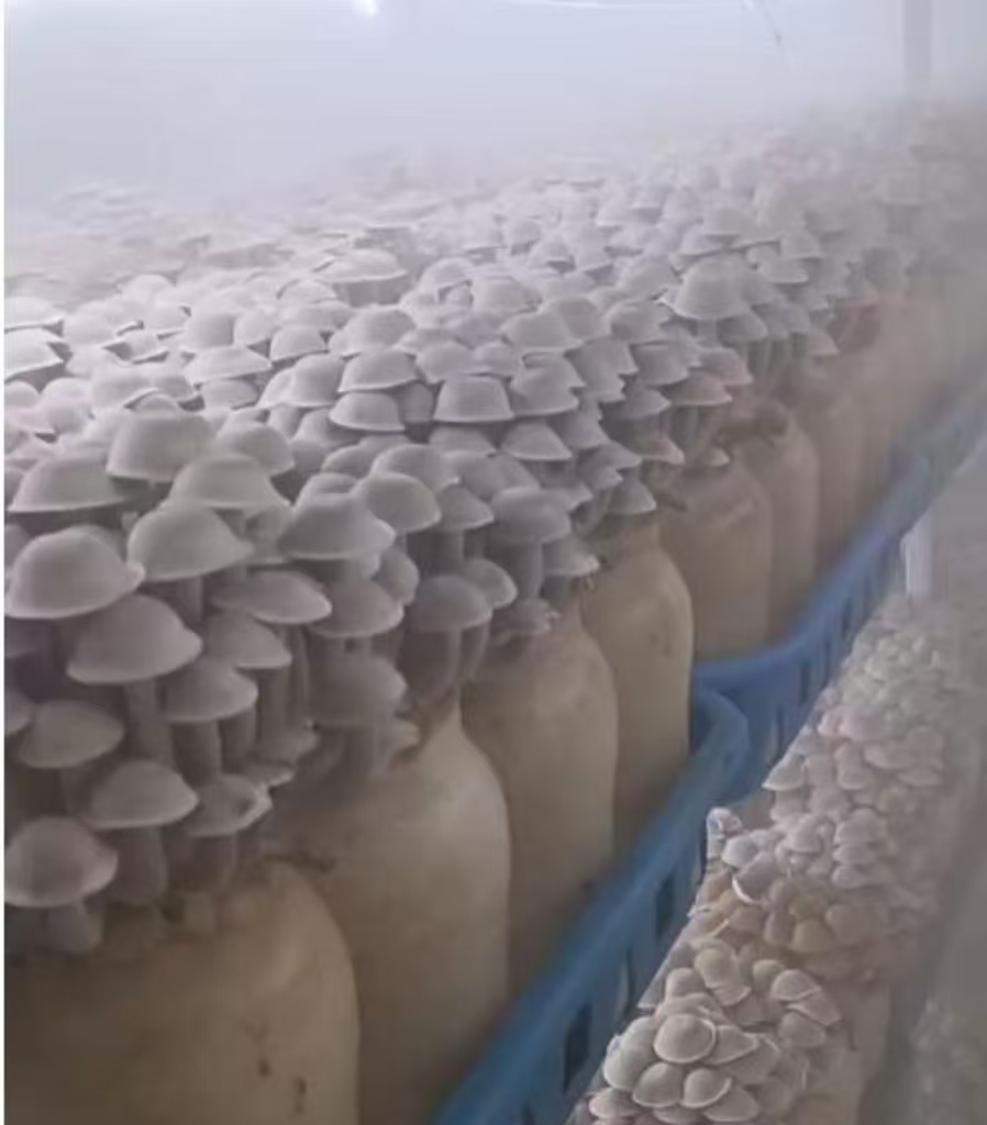 Mobile Smart Mushroom Space Station (Grid Racks)