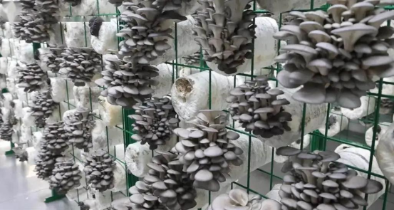 Mobile Smart Mushroom Space Station (Grid Racks)